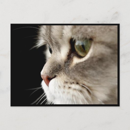 Postale Carte de poste de Kitty à fermeture rapprochée (Devant)