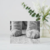 Postale Carte de poste de paniers de chat (Debout devant)