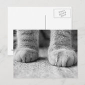 Postale Carte de poste de paniers de chat (Devant / Derrière)