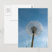 Postale Carte de poste de tête de semence de Dandelion (Devant / Derrière)