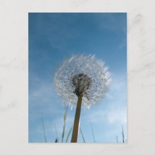 Postale Carte de poste de tête de semence de Dandelion (Devant)