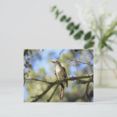 Postale Carte de poste d'oiseaux du Texas State Bird (Debout devant)