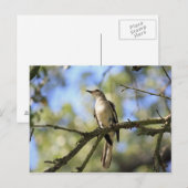 Postale Carte de poste d'oiseaux du Texas State Bird (Devant / Derrière)