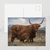 Postale Carte de poste "Schotte Hooglander" avec veau (Devant / Derrière)