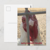 Postale Carte de poulet qui décoiffe (Devant / Derrière)
