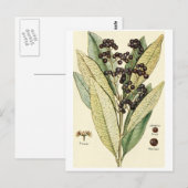 Postale Carte de recette au poivre vintage (Devant / Derrière)