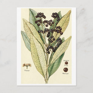 Postale Carte de recette au poivre vintage
