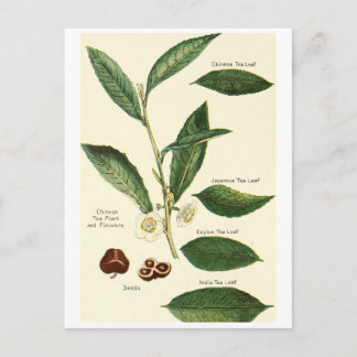 Postale Carte de recette de la feuille de thé vintage