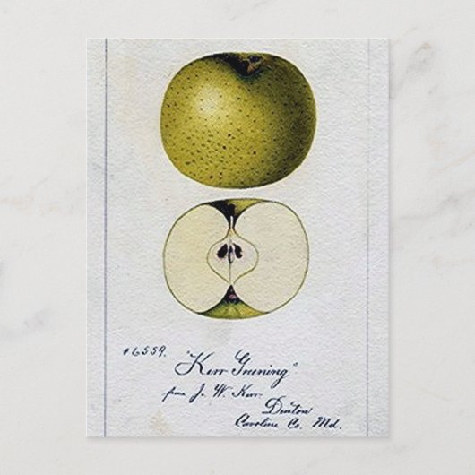 Postale Carte de recettes Apple vintage (Devant)