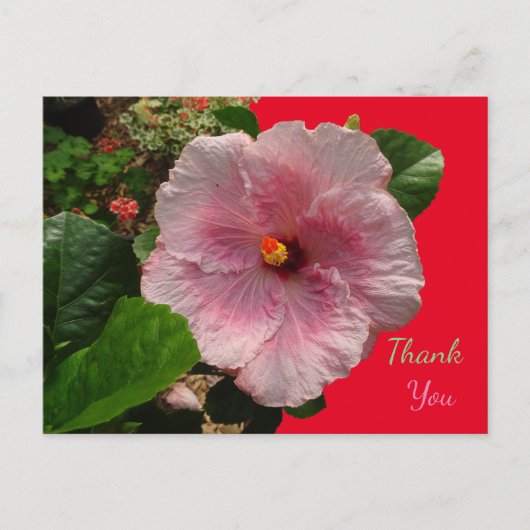 Postale Carte de remerciement à l'hibiscus rose (Devant)