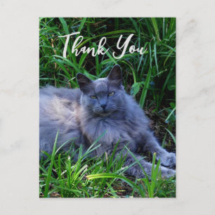Postale Carte de remerciement pour chat russe bleu Fluffy