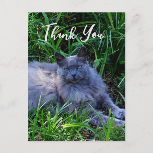 Postale Carte de remerciement pour chat russe bleu Fluffy (Devant)