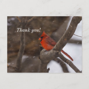 Postale Carte de remerciement tempête de neige Cardinal