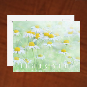 Postale Carte de Remerciements. Champ de Marguerites.