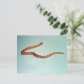 Postale Carte de serpent à nez d'albinos pour bébé (Debout devant)