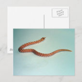 Postale Carte de serpent à nez d'albinos pour bébé (Devant / Derrière)