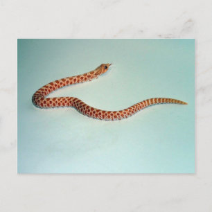 Postale Carte de serpent à nez d'albinos pour bébé