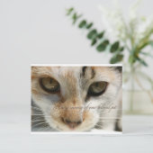 Postale carte de sympathie du chat (Debout devant)