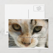 Postale carte de sympathie du chat (Devant / Derrière)