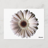Postale Carte de table Gerbera Daisy/Mariage (Dos)