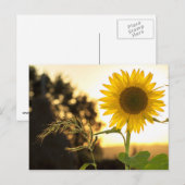 Postale Carte de tournesol (Devant / Derrière)