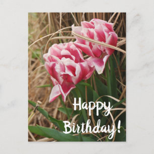 Postale Carte de vœux d'anniversaire aux tulipes blanches 