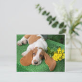 Postale Carte de vœux d'anniversaire basset hound (Debout devant)