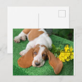 Postale Carte de vœux d'anniversaire basset hound (Devant / Derrière)
