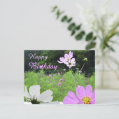 Postale Carte de voeux d'anniversaire Cosmea, champ de fle (Debout devant)