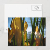 Postale Carte de voeux "Garden Sunset" (Devant / Derrière)
