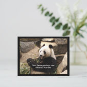 Postale Carte de voeux panda géant (Debout devant)