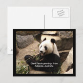 Postale Carte de voeux panda géant (Devant / Derrière)