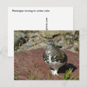 Postale Carte de voeux Ptarmigan à queue blanche (Devant / Derrière)