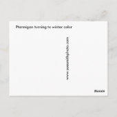 Postale Carte de voeux Ptarmigan à queue blanche (Dos)