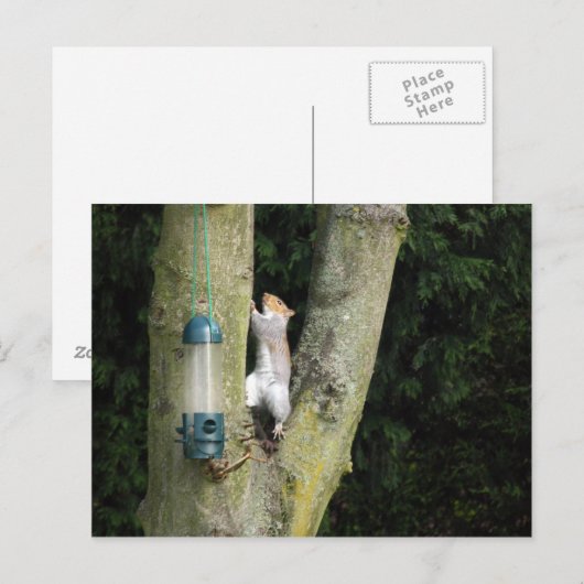 Postale Carte d'écureuil gris (Devant / Derrière)