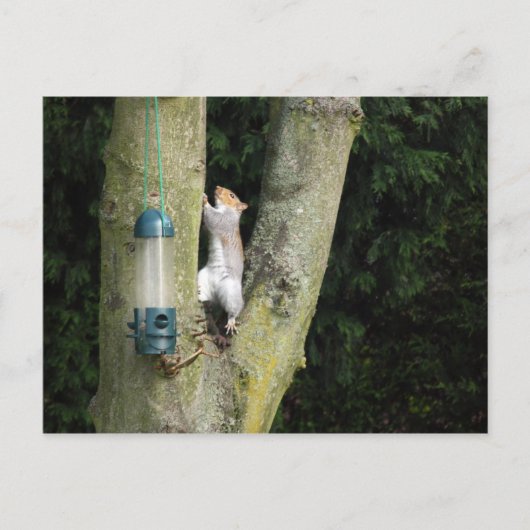 Postale Carte d'écureuil gris (Devant)