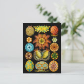 Postale carte des créatures marines (Debout devant)