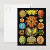 Postale carte des créatures marines (Devant / Derrière)