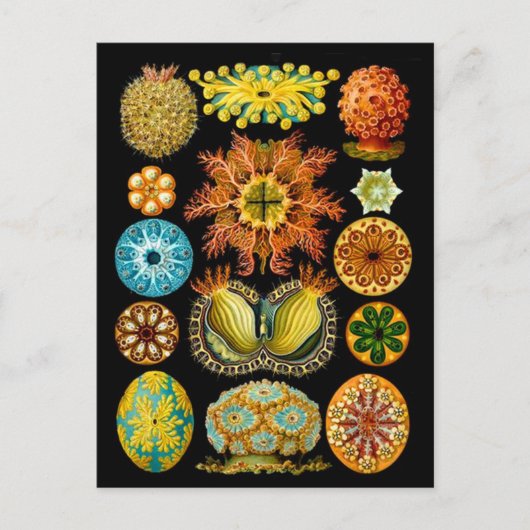 Postale carte des créatures marines (Devant)