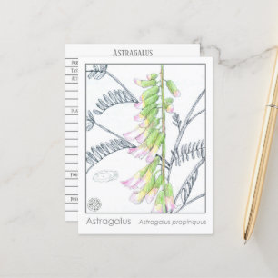 Postale Carte d'étude Herb Materia Medica Plantes Astragal