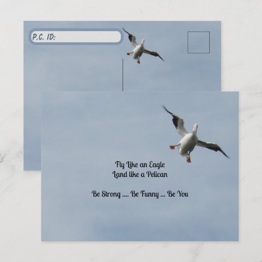 Postale Carte d'identité de poste - Américain blanc Pélica (Devant / Derrière)