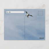 Postale Carte d'identité de poste - Américain blanc Pélica (Dos)