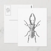 Postale Carte d'illustration du scarabée vintage (Devant / Derrière)