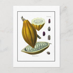 Postale Carte d'illustration vintage de fèves de cacao