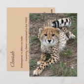 Postale Carte d'information Cheetah (Devant / Derrière)