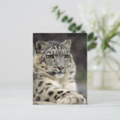 Postale Carte d'information Leopard des neiges (Debout devant)