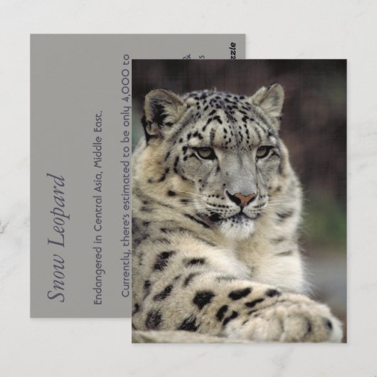 Postale Carte d'information Leopard des neiges (Devant / Derrière)