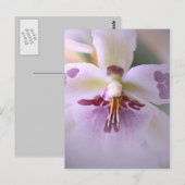 Postale Carte d'orchidée rapprochée (Devant / Derrière)