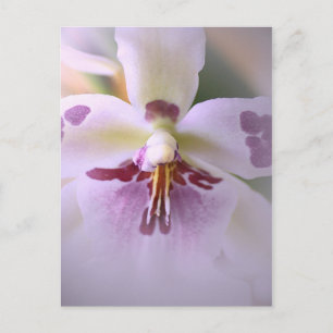Postale Carte d'orchidée rapprochée