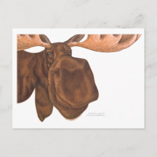 Postale carte d'orignal